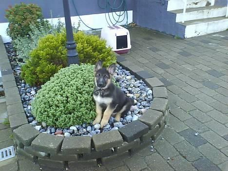 Schæferhund Kenzo billede 13
