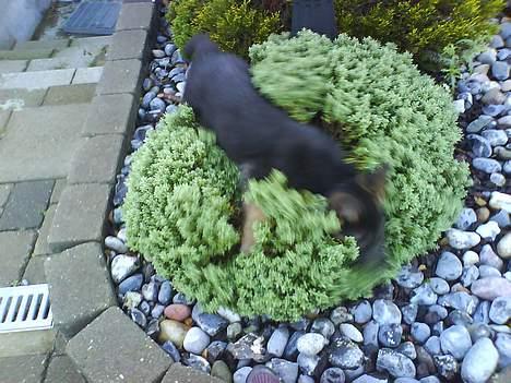 Schæferhund Kenzo billede 14