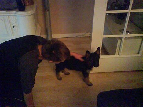 Schæferhund Kenzo billede 15