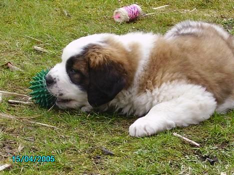 Sankt bernhardshund Møffe 20/02/06 - 17/11/08 billede 10