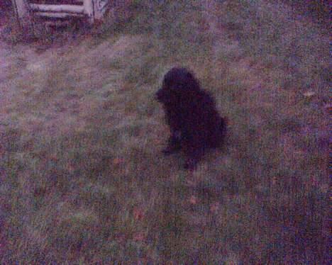 Blanding af racer Smut billede 12