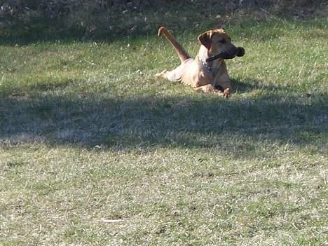 Cane corso Pippi R.I.P. billede 1