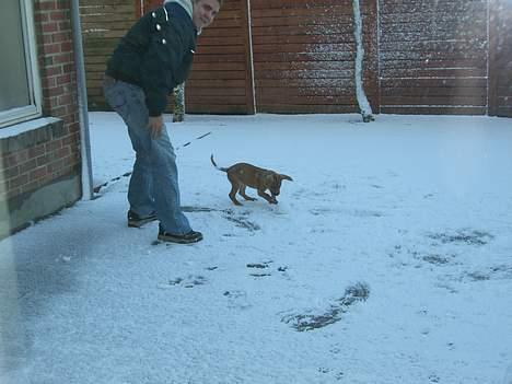 Cane corso Pippi R.I.P. - Hendes første snevejrsdag. billede 7