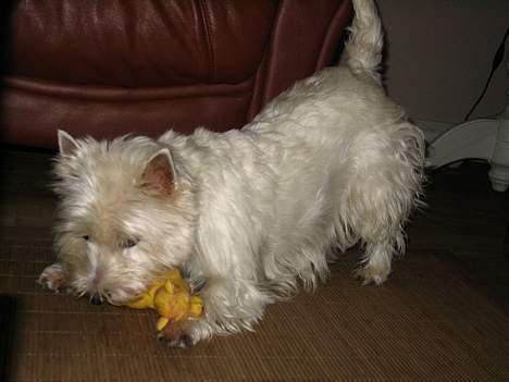 West highland white terrier Bonnie    R.I.P !!! <3 :( - haha billede 18