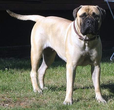 Bullmastiff Brak's MonteCalina/Maddie billede 8