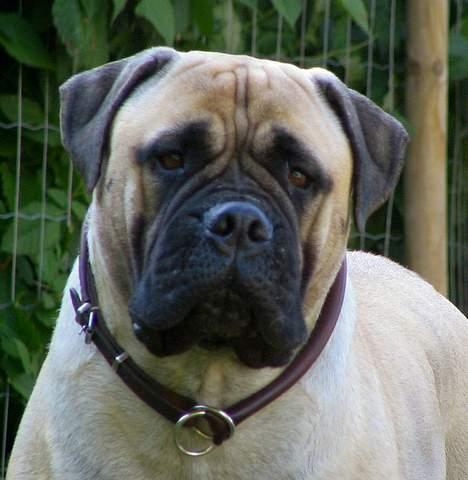 Bullmastiff Brak's MonteCalina/Maddie billede 9