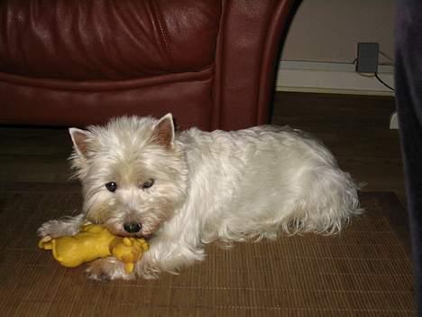 West highland white terrier Bonnie    R.I.P !!! <3 :( - haha billede 19