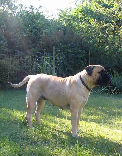 Bullmastiff Brak's MonteCalina/Maddie billede 10