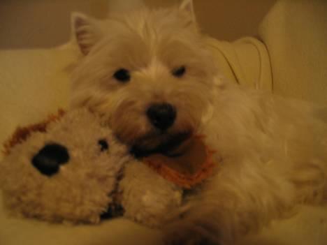 West highland white terrier Bonnie    R.I.P !!! <3 :( - Her ligger bonnie med sit tøjdyr Futto,. de hygger sig aldid såå´n da.. (^^,) billede 20