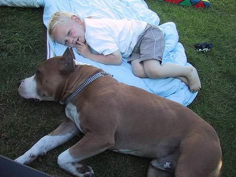 Amerikansk staffordshire terrier Sango billede 5