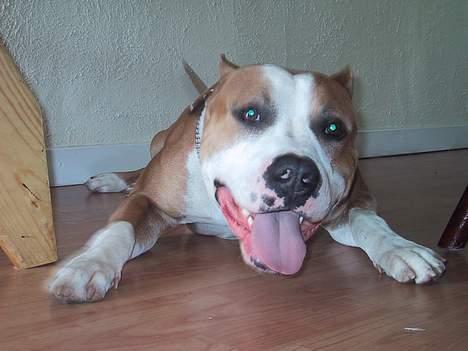 Amerikansk staffordshire terrier Sango billede 6