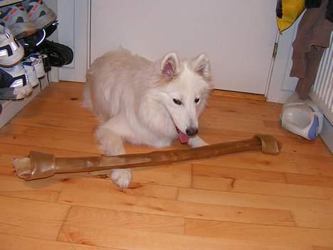 Samojedhund Igglo - Mmm.... Jeg elsker mit store kødben...!! billede 13