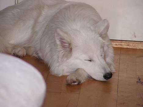 Samojedhund Igglo - Puha... Det er hårdt og være mig... billede 14