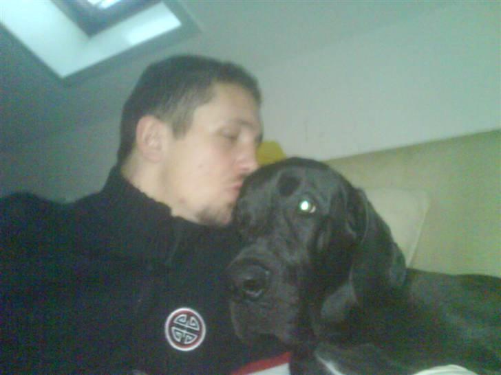 Grand danois Big Ben billede 14