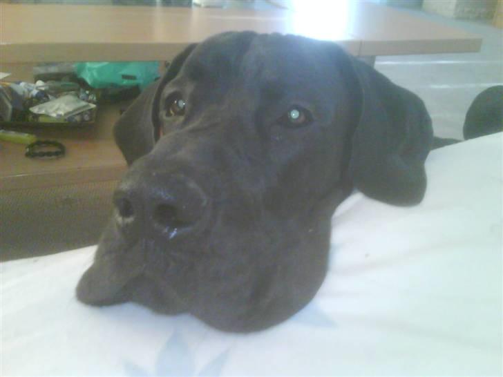 Grand danois Big Ben - * NYT*  billede 15