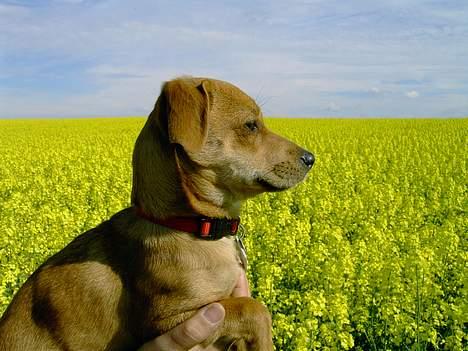 Blanding af racer Luna - Dejligt at blive løftet op så jeg kan se ud over marken...... billede 9