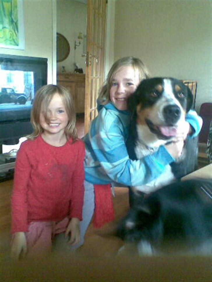 Grosser schweizer sennenhund Alfi Aflivet billede 19