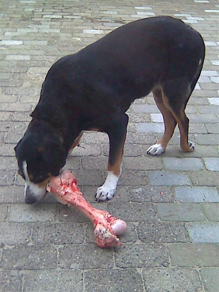 Grosser schweizer sennenhund Alfi Aflivet - mor har lige været ved slagteren efter ben til mig.. billede 20