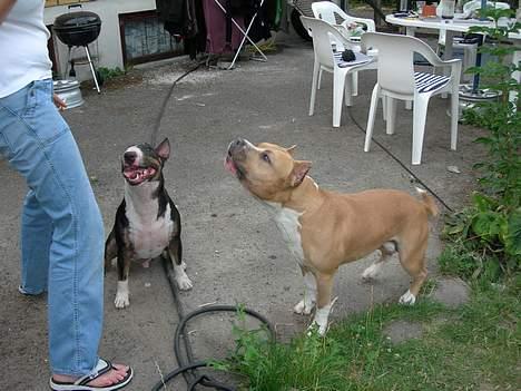 Amerikansk staffordshire terrier maximus billede 10