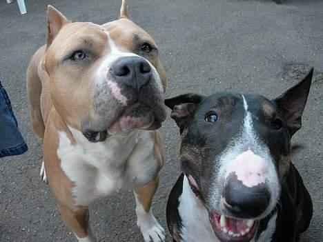 Amerikansk staffordshire terrier maximus billede 11