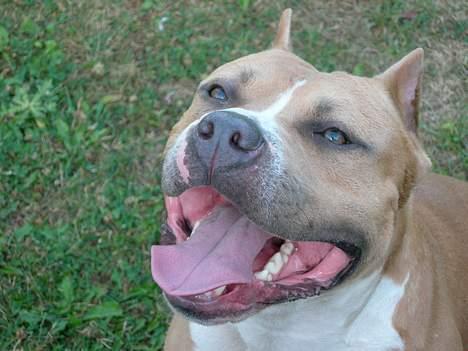 Amerikansk staffordshire terrier maximus billede 12