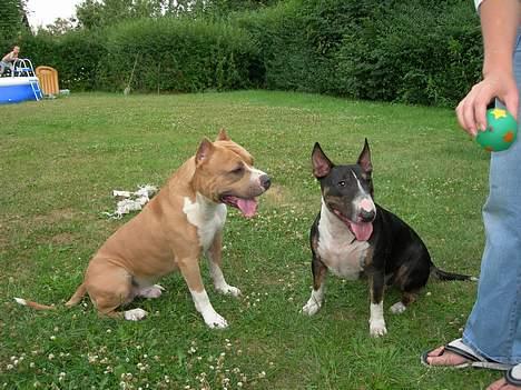Amerikansk staffordshire terrier maximus billede 13