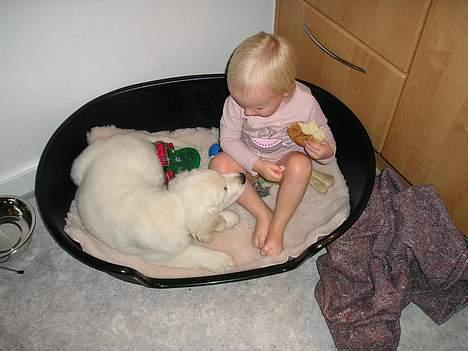 Golden retriever Sofus billede 2