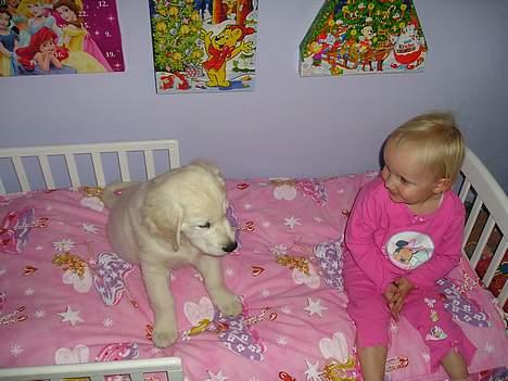 Golden retriever Sofus billede 3