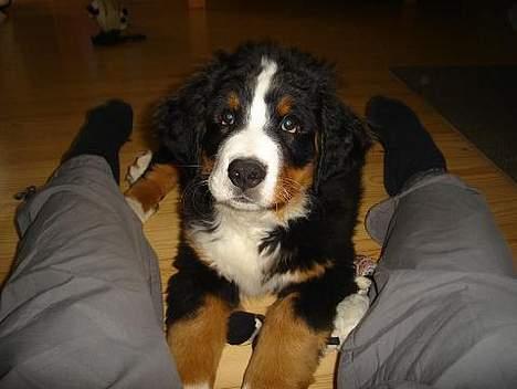 Berner sennenhund Bendji   R.I.P. - Hva så mor??? billede 7