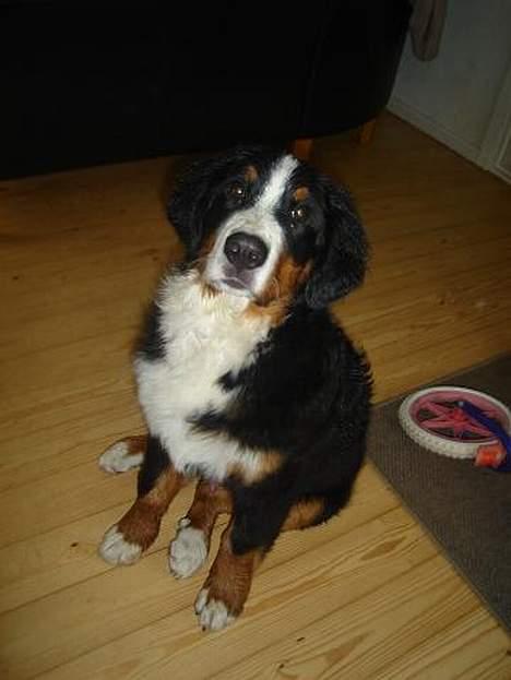 Berner sennenhund Bendji   R.I.P. - Er jeg ikke dejlig.. billede 8