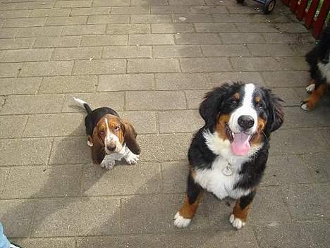 Berner sennenhund Bendji   R.I.P. - Bendji og buller.. De bedste legekammerater.. hehe billede 9