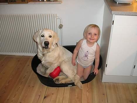 Golden retriever Sofus billede 4