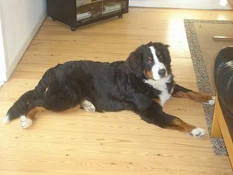 Berner sennenhund Bendji   R.I.P. - Hallo ikke nu igen... billede 10