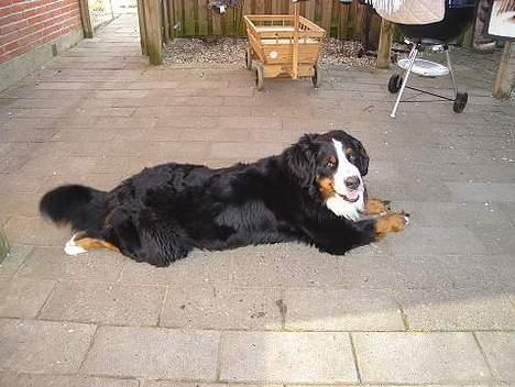 Berner sennenhund Boomer *R.I.P* - Hej Hej billede 9