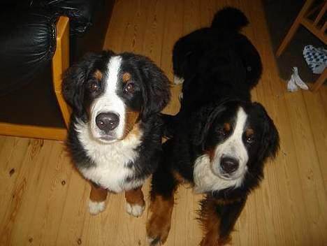 Berner sennenhund Boomer *R.I.P* - Boomer og Bendji.. billede 10