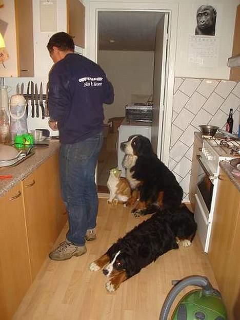 Berner sennenhund Boomer *R.I.P* - Alle drengene hjælper far i køkkenet.. billede 11