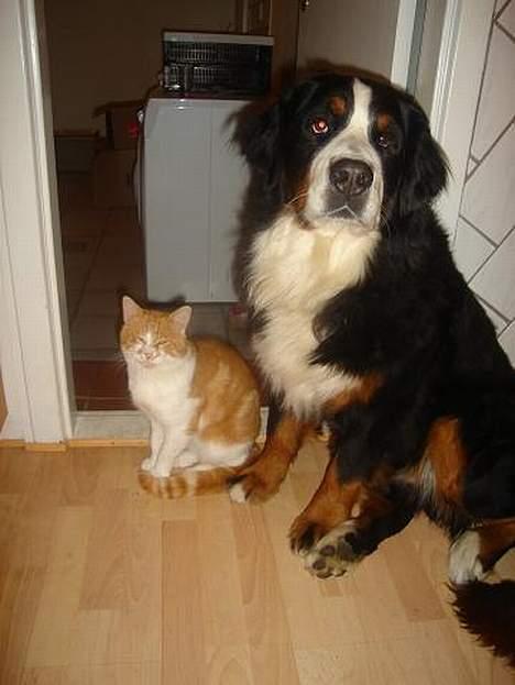 Berner sennenhund Boomer *R.I.P* - Boomer og Gø, vores store hankat. billede 12