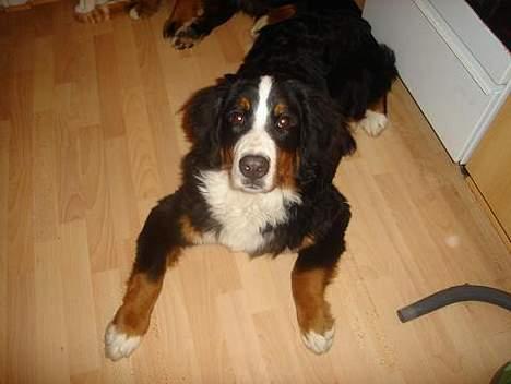 Berner sennenhund Bendji   R.I.P. - ALTSÅ er jeg ikke dejlig.. billede 12