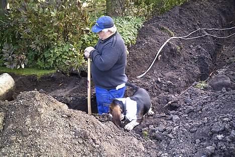 Basset hound Buller - skal jeg ikke lige hjælpe dig.. billede 13
