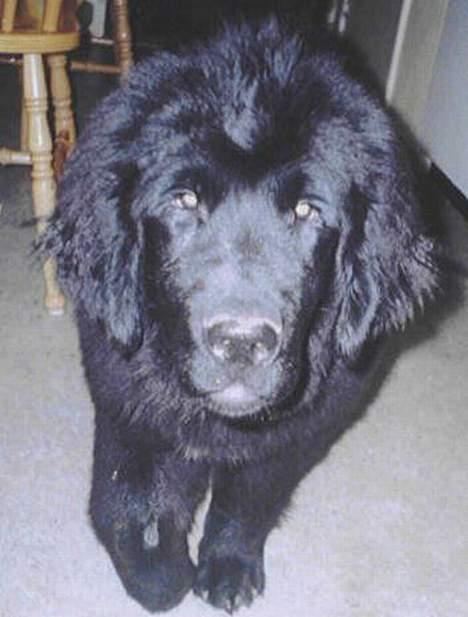 Newfoundlænder Moonshine lovers Bonnie - Glade bamsehund. Her er hun ikke mere end et år mener jeg.  billede 1