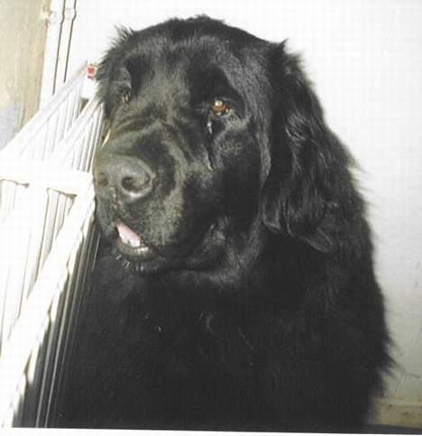 Newfoundlænder Moonshine lovers Bonnie - Hun slapper lidt af. billede 2