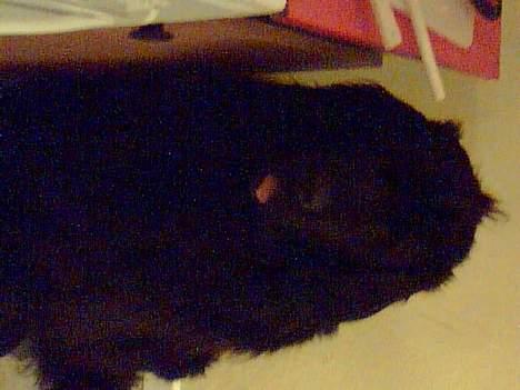 Newfoundlænder Moonshine lovers Bonnie - Det er lidt mørkt.  billede 3