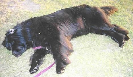 Newfoundlænder Moonshine lovers Bonnie - Hun slapper lidt mere af.  billede 4