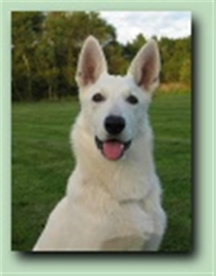 Hvid schæfer Tinka`s Laika - Ja skøn det er jeg...sir min mor billede 3