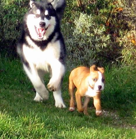 Alaskan malamute Chicko  - Her er jeg med min bedste legekammerat macho  billede 6