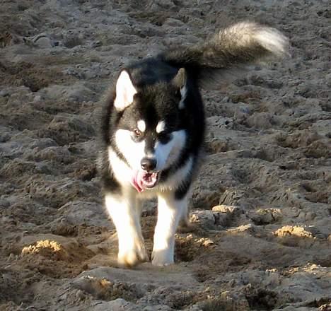 Alaskan malamute Chicko  - Det er en stejl bakke far:) billede 7