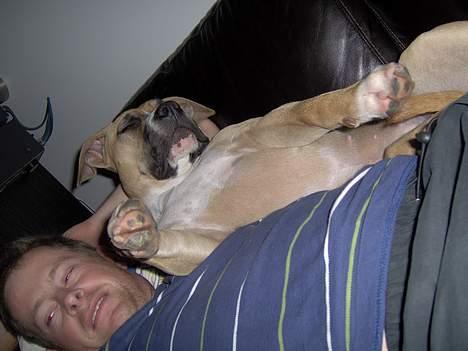 Amerikansk staffordshire terrier KWV' s Standing Ovation  - Knirke har nu også indtaget sofaen! billede 7