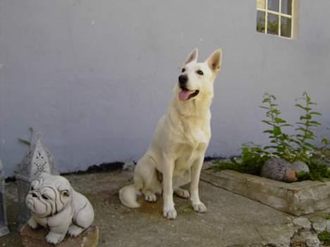 Hvid schæfer Tinka`s Laika - er jeg ok mor??? billede 6