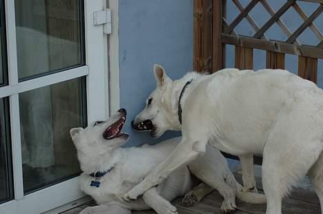 Hvid schæfer Tinka`s Laika - Skal du have nogle bank, Laika opdrager lidt på Aslan billede 7
