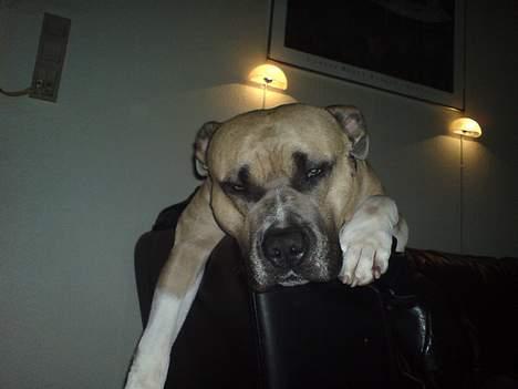 Amerikansk staffordshire terrier Totti *Amager* billede 17